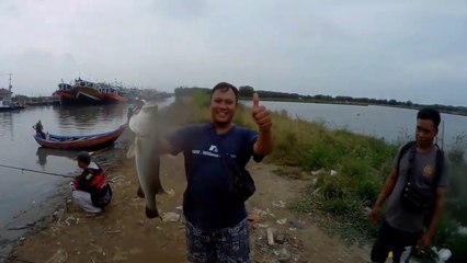 BARRAMUNDI FISHING AT KARANGSONG INDRAMAYU MANGROVE TOUR (KAHVI ANGLER)