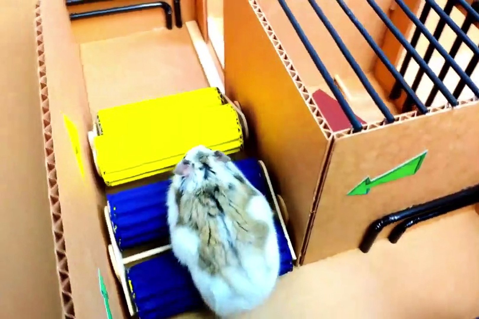 ⁣Hamster Escapes the Creative Maze for Pets in real life
