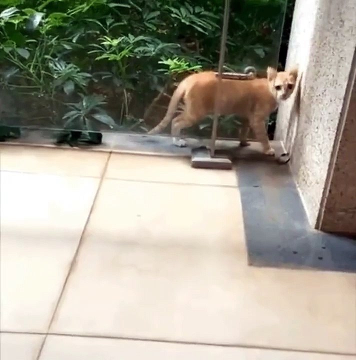 Magic cat