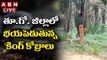 తూ.గో. జిల్లాలో భయపెడుతున్న కింగ్‌ కోబ్రాలు || King Cobra Viral Video || ABN Digital