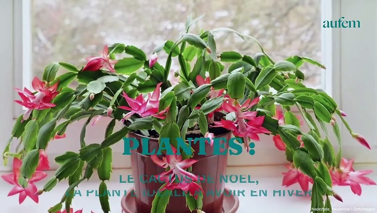 Plantes : le cactus de Noël, la plante idéale à avoir en hiver
