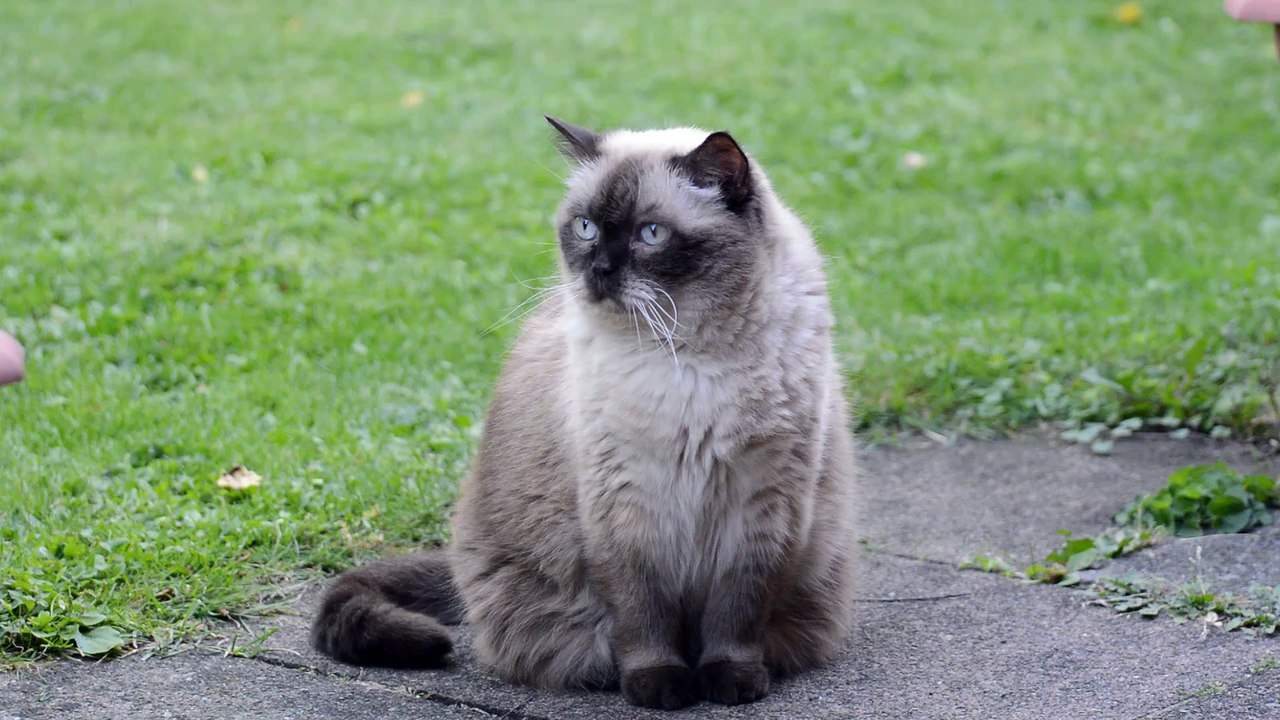 Relaxing cat