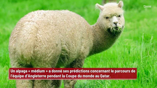 Un alpaga ‘médium’ donne le parcours de l’Angleterre pour la Coupe du monde au Qatar !