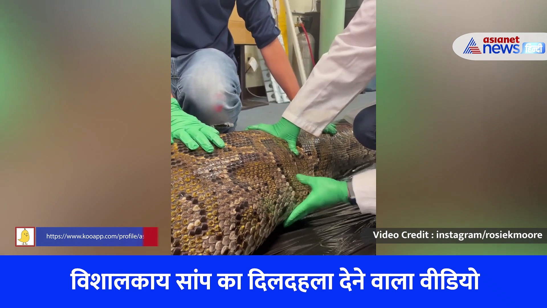 Shocking Video: विशाल अजगर के पेट से निकली ऐसी चीज कि साइंटिस्ट भी रह गए हैरान