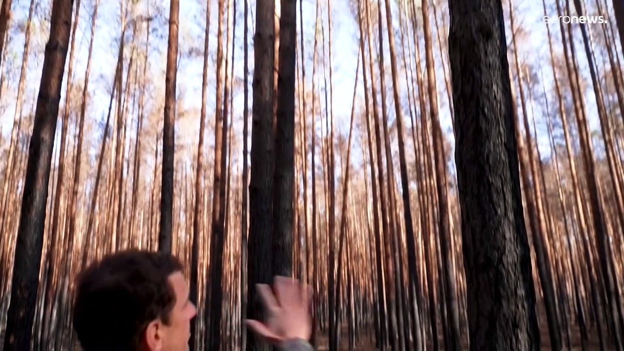 Brandenburg: Umbau der Kiefermonokulturen soll Wälder retten