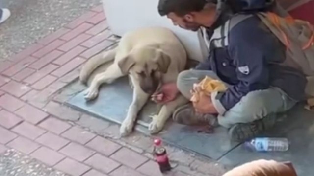 Yemeğini sokak köpeği ile paylaştı, sosyal medyada viral oldu