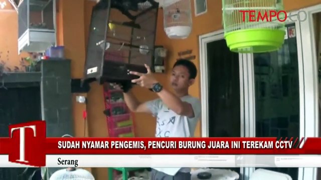 Sudah Nyamar Pengemis, Pencuri Burung Juara Ini Terekam CCTV