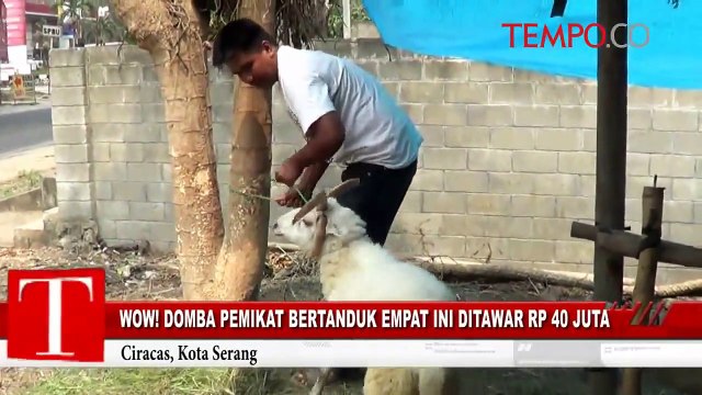 Wow! Domba Pemikat Bertanduk Empat Ini Ditawar Rp 40 Juta