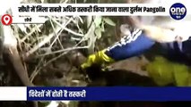 Sidhi News : सीधी में मिला सबसे अधिक तस्करी किया जाना वाला दुर्लभ प्रजाति का Pangolin, करोड़ों में कीमत