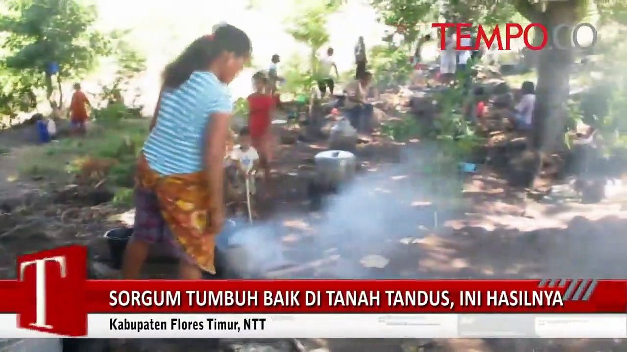 Sorgum Tumbuh Baik di Tanah Tandus Ini Hasilnya