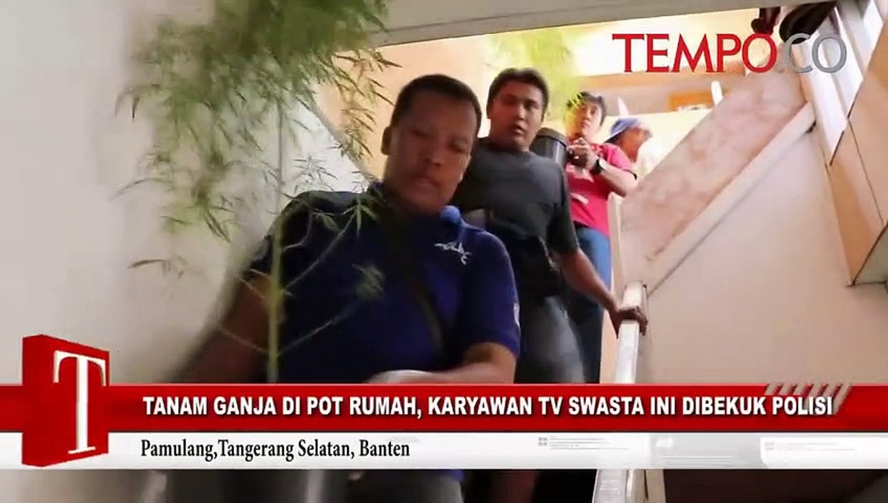 Tanam Ganja di Pot Rumah, Karyawan TV Swasta Ini Dibekuk Polisi - video ...
