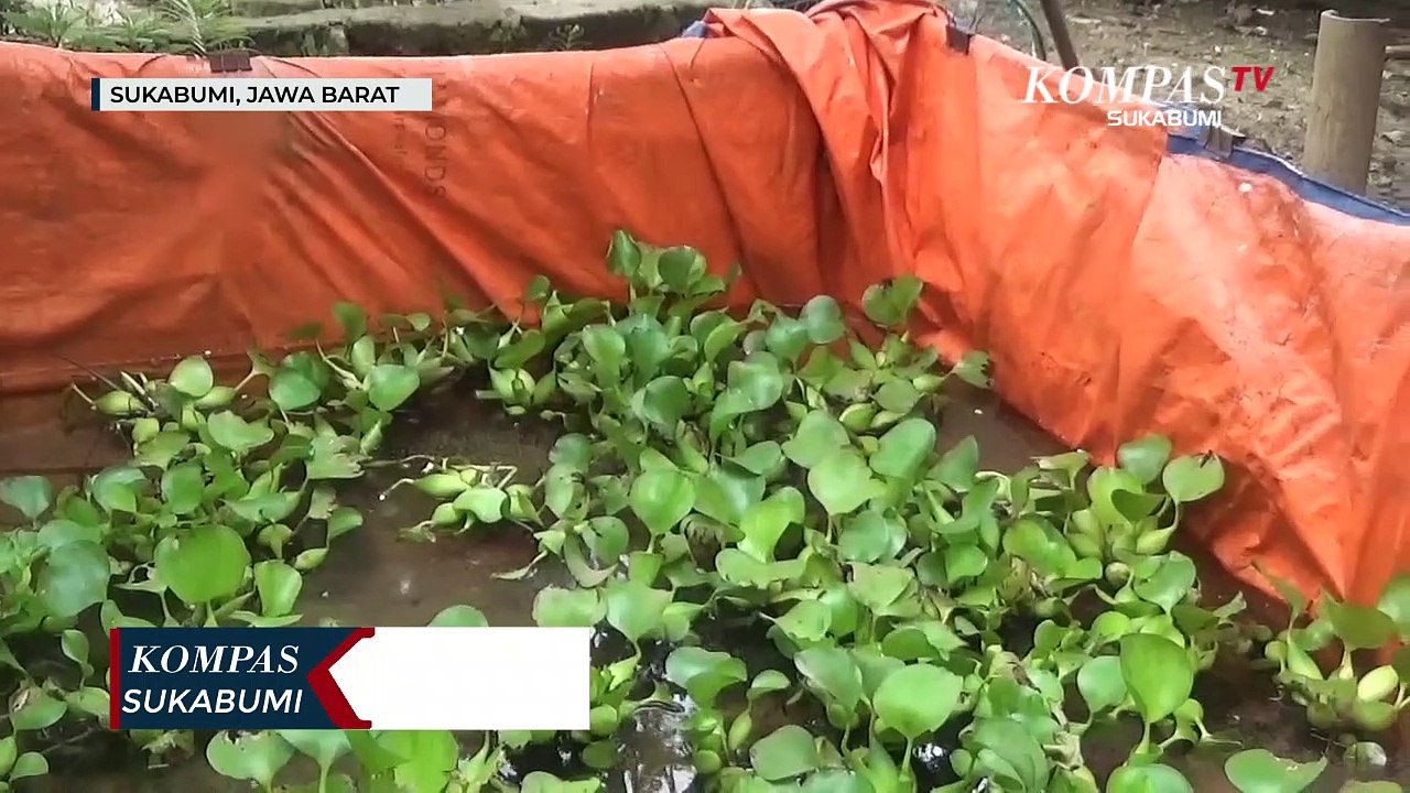 Pemuda Sukses Budidayakan Lobster Air Tawar