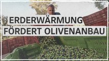 Erderwärmung fördert Olivenanbau in Bosnien und Herzegowina