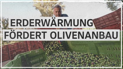 Download Video: Erderwärmung fördert Olivenanbau in Bosnien und Herzegowina