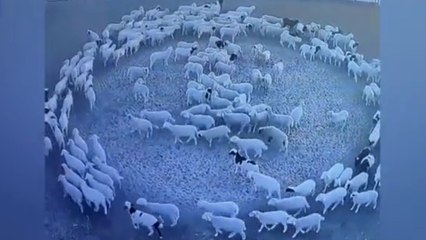 Tam 12 gündür hiç durmadan dönüyorlar...