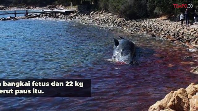 Paus Hamil Ditemukan Mati, 22 Kg Sampah Plastik di Perutnya