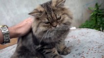 How Cat React When Seeing Stranger 1st Time - Running or Being Friendly 16 Viral Cat