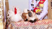 Saat Penobatan Raja Thailand, Ada Kucing dan Ayam di Tempat Tidur