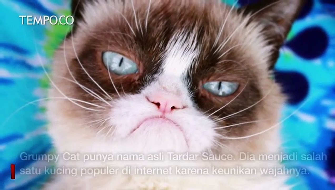 Grumpy Cat Si Kucing Selebgram Mati