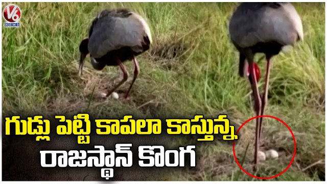 Indian Cranes Decreasing In National Park _ Rajasthan | V6 News