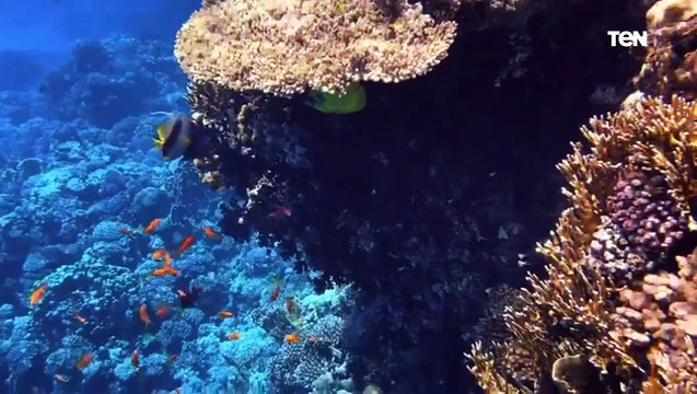 من أرض السحر ومدينة السلام شرم الشيخ.. مصر تبهر العالم في تنظيم مؤتمر المناخ ( Cop27)