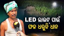 Special Story | LED street lights bane for farmers in Balasore