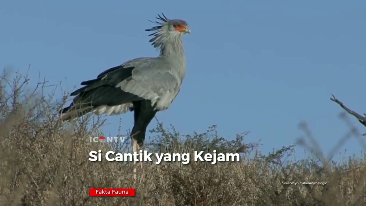 burung yang kuat