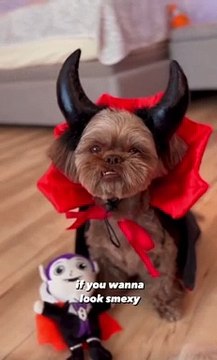 Two Shih Tzus Dressed Up as Vampires