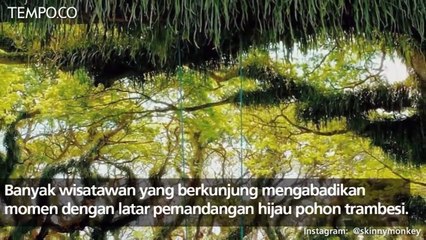 Djawatan Benculuk di Banyuwangi, Wisata Hutan yang Instagramable