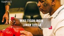 Mike Tyson Ingin Beradu Tinju Dengan Gorila