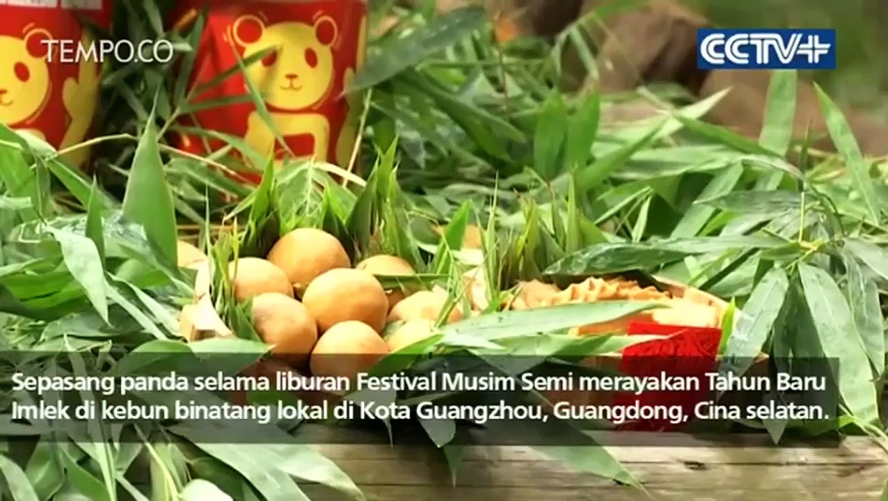 Saat Panda Menikmati Jeruk di Perayaan Imlek