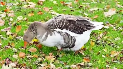 various herbivorous animals, horses, chickens, goats and many more