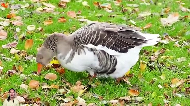 various herbivorous animals, horses, chickens, goats and many more