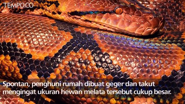 Ular Sanca Kembang Yang Gigit Warga Bekasi Berhasil Ditangkap