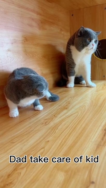 Cat cute