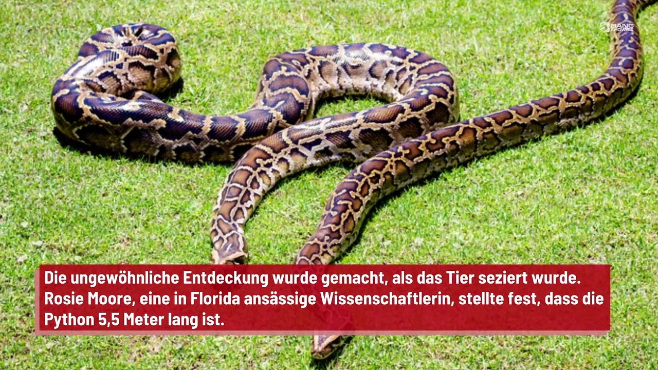 Python hat einen über einen Meter langen Alligator verschlungen