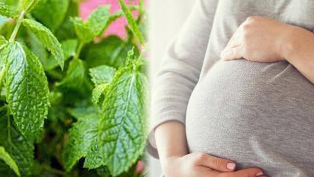 पुदीना खाना इन लोगों के लिए खतरनाक | किन लोगों को पुदीना नहीं खाना चाहिए | Boldsky *Health