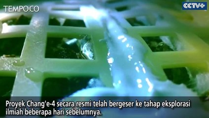 Proyek Chang'e-4, Biji Kapas Telah Tumbuh di Bulan