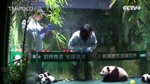 Begini Lucunya Anak Panda Raksasa Belajar Berjalan di Cina