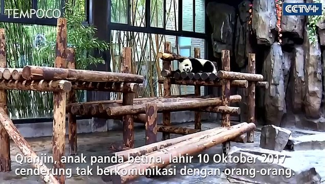 Lucunya Dua Anak Panda Raksasa Main Kuda-kudaan