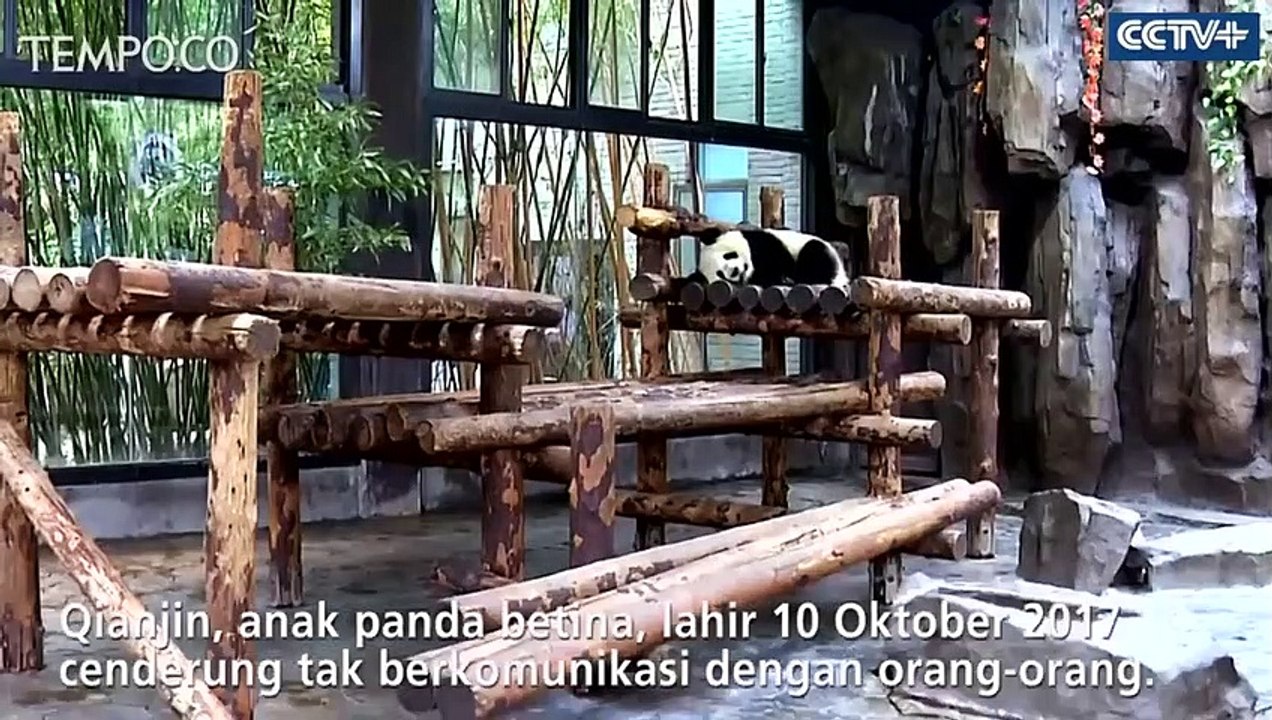Lucunya Dua Anak Panda Raksasa Main Kuda-kudaan