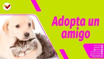 Buena Vibra | ¿Por qué adoptar un perro o un gato?