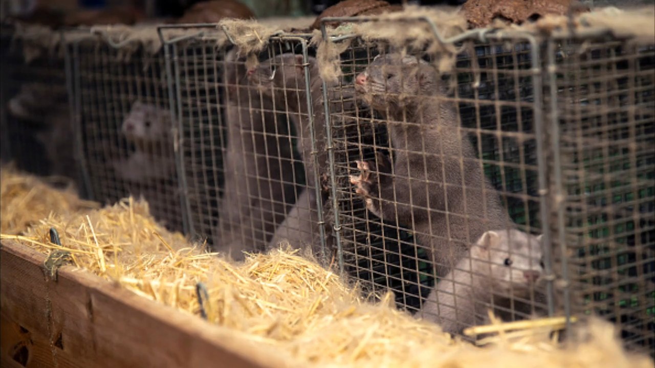 USA: 10.000 Nerze aus Zucht-Farm entwischt