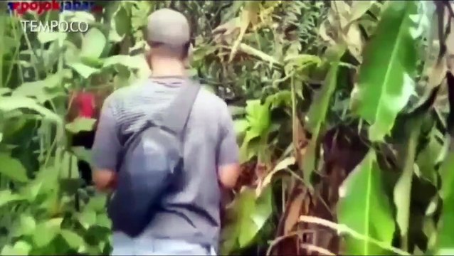 Polres Bogor Temukan Ladang Ganja di Puncak