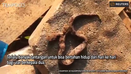 Gempar, Penampakan Ular Berkepala Dua