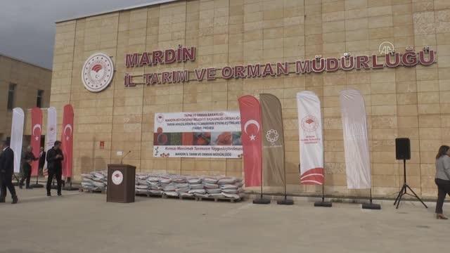 Çiftçilere mercimek ve buğday tohumu dağıtımı