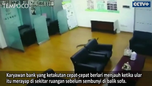 Ular Piton Jatuh dari Plafon Bank, Staf Kabur Ketakutan