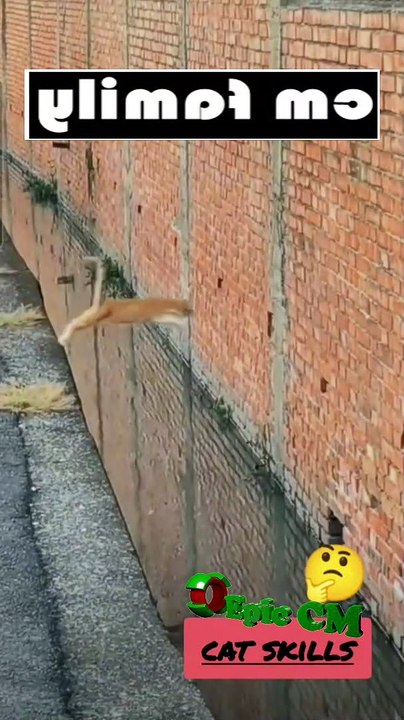 super cat with super skill