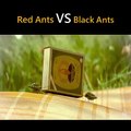 Red Ants v/s Black Ants Cartoon Video