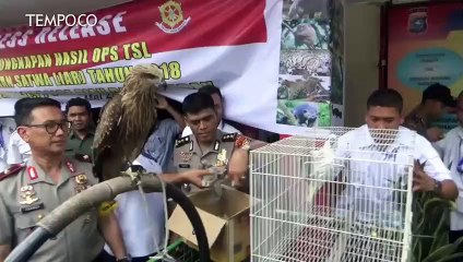 Polda Riau Menyita 44 Ekor Satwa Lindung dari Masyarakat